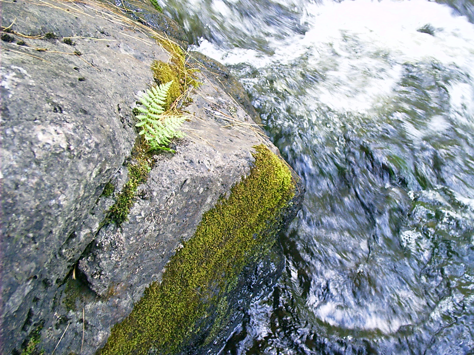 Chronology The Northwoods